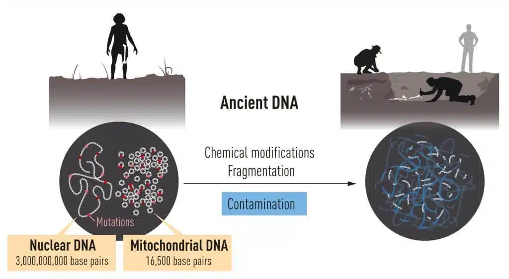 ריצוף DNA עתיק. מתוך ההכרזה על זכיתו של פרופ' סוונטה פבו בפרס נובל לרפואה 2022, אתר פרס נובל
