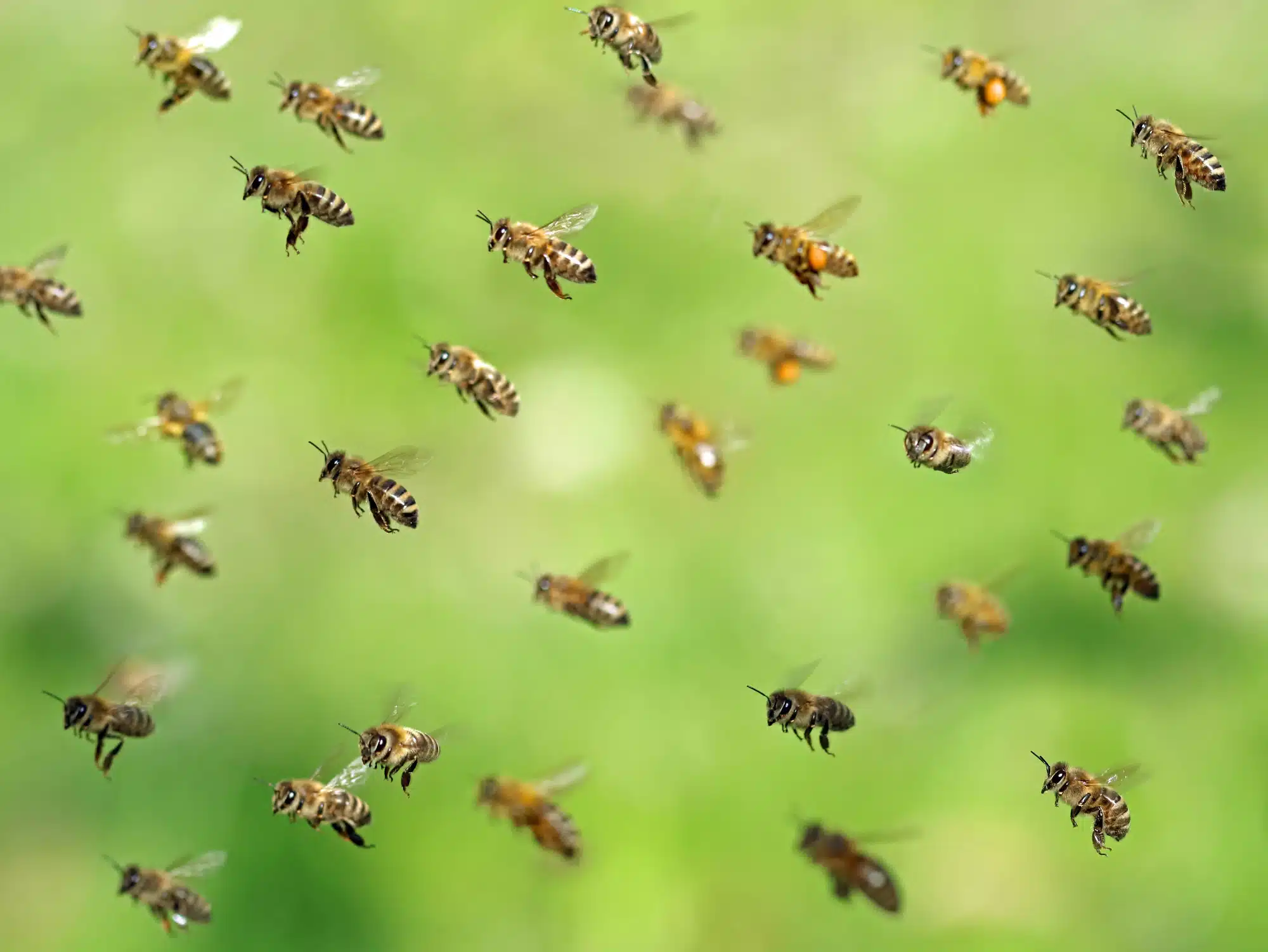 דבורים שבות לקן לאחר איסוף צוף באביב. <a href="https://depositphotos.com. ">המחשה: depositphotos.com</a>