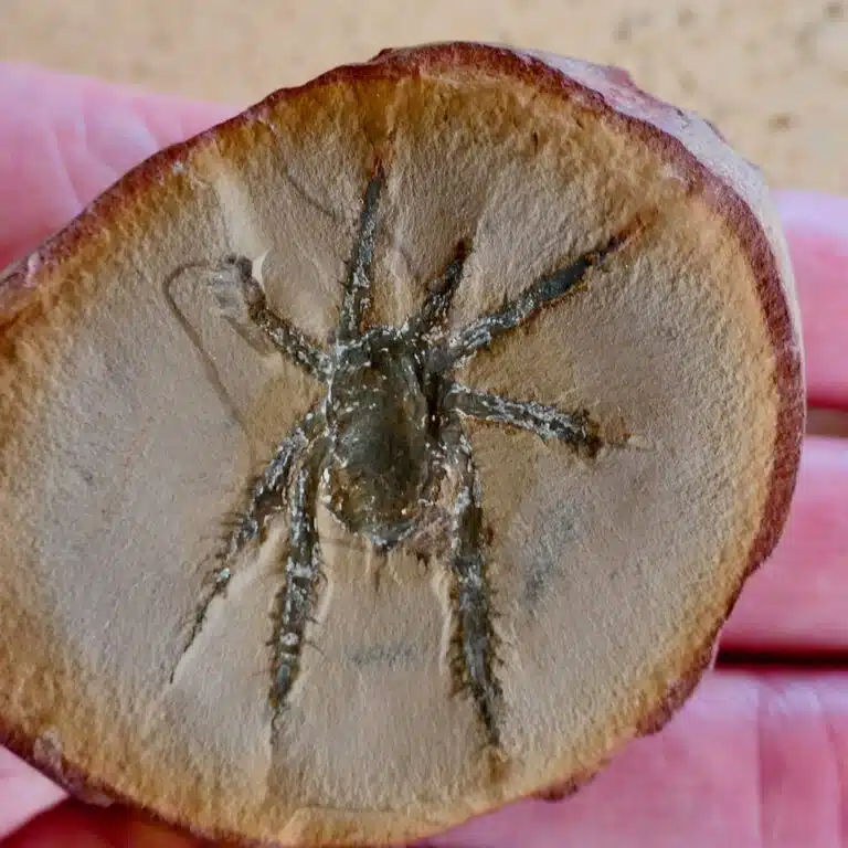 מאובן של Douglassarachne acanthopoda, ידוע ברגליו הקוצניות, עשוי להידמות לעכבישים הקוצרים המודרניים, אך עם מבנה גוף חסון יותר. קרדיט: פול סלדן