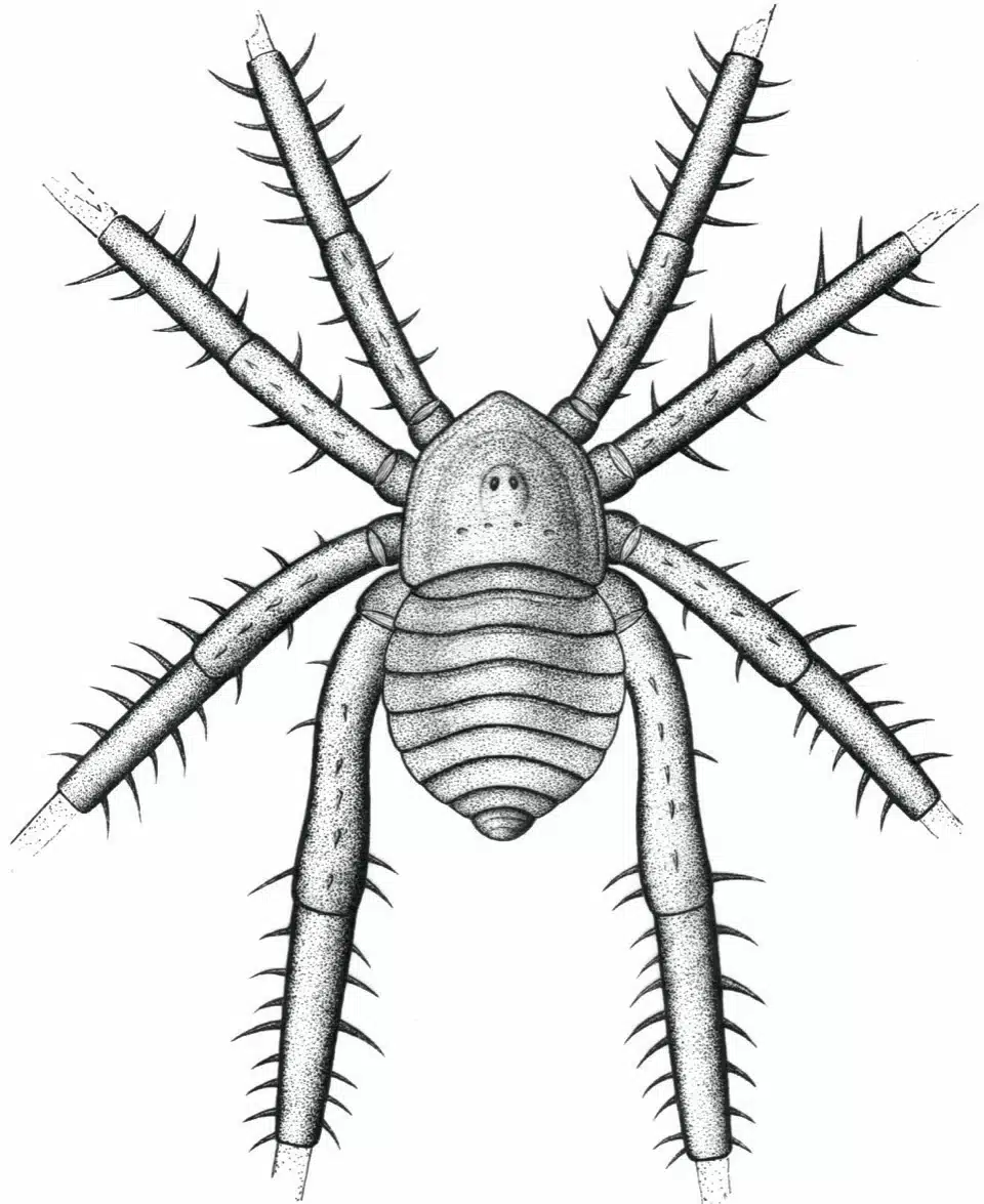 שחזור של העכבישני Douglassarachne acanthopoda שחי לפני כ-308 מיליון שנה מהמזון קריק המפורסם. קרדיט: פול סלדן ואחרים